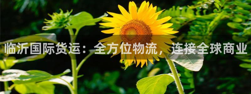 尊龙凯时z6官网：临沂国际货运：全方位物流，连接全球商业