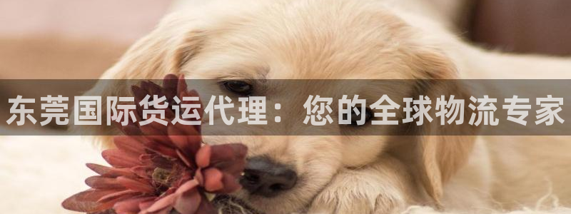 尊龙凯时存款不上分：东莞国际货运代理：您的全球物流专家
